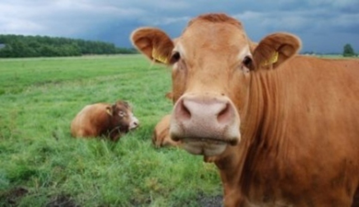 Jak se stát vegetariánem kráva, krávy