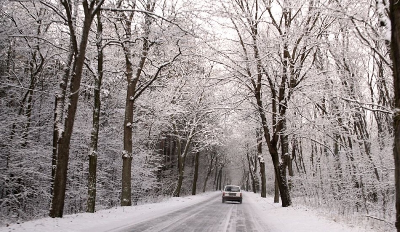 Fotografie zasněžené cesty se stromy