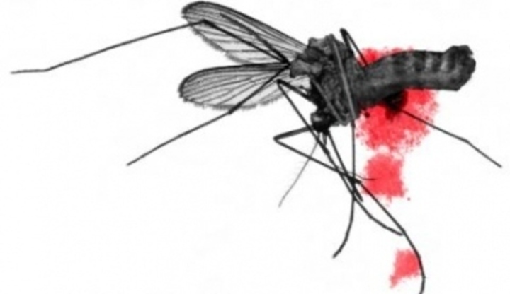 Komár - běž se bodnout! Fotografie komára