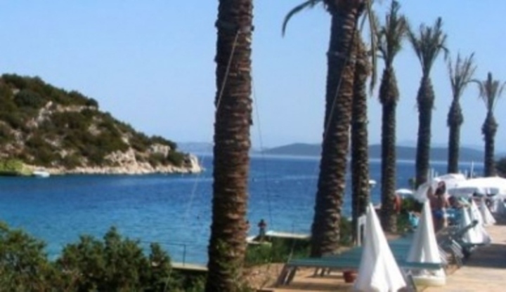 fotosoutěž - palmy