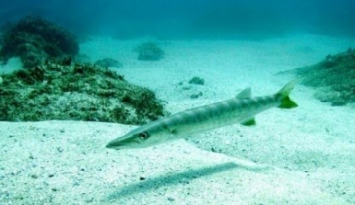 Scuba-Doo aneb dovolená pod mořem Fotografie podmořské ryby