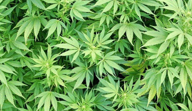 Slavná cannabis - marihuana