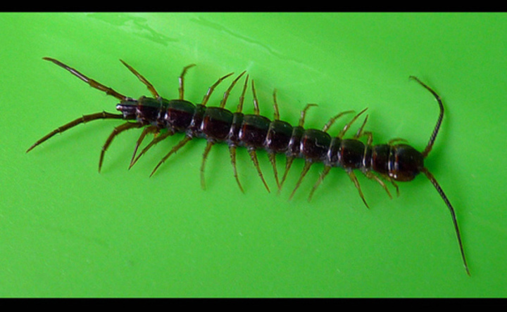 Top z domácích mazlíčků Fotografie stonožky na zeleném podkladu