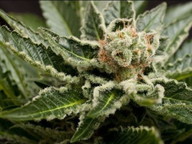 Detailní fotografie rostliny