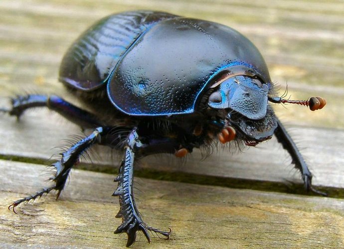 Hmyz - bude jídlem budoucnosti? Jak vlastně chutná? chroust 3