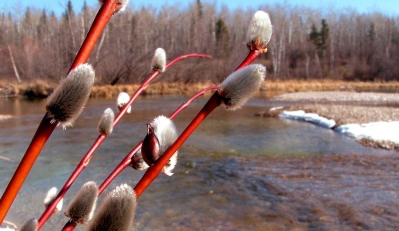 Fotografie vrby stojící u řeky 