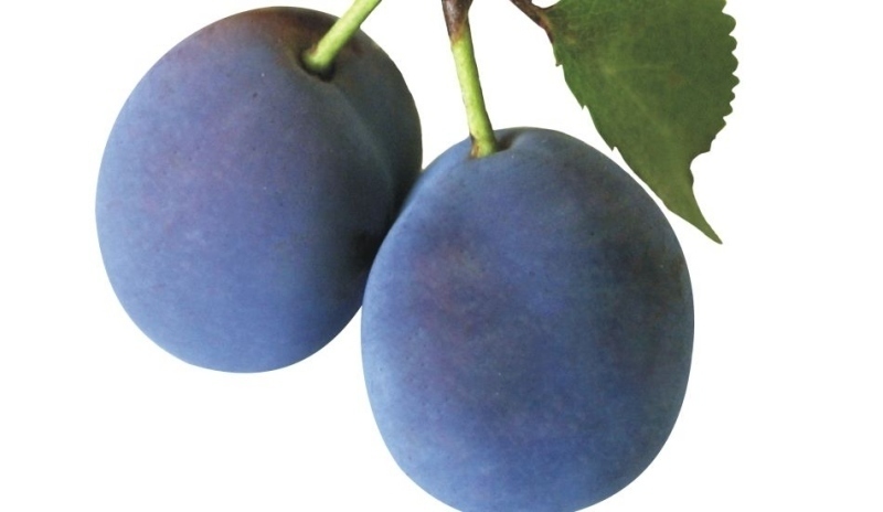 Fotografie zobrazující švestky domácí