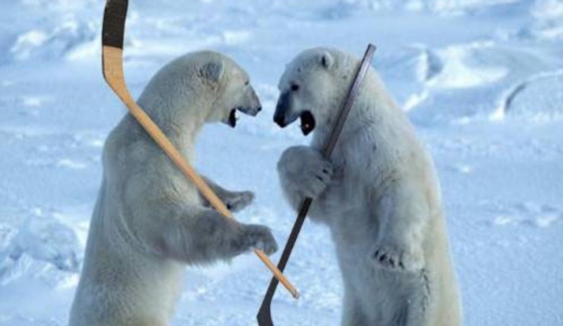 Fotografie dvou ledních medvědů s hokejkami v ruce