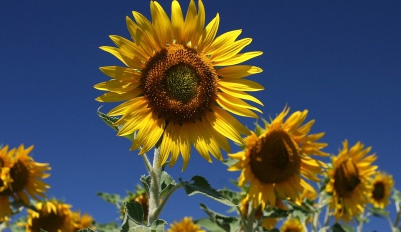 Snímek řady slunečnic