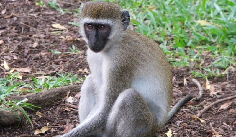 Obrázek kočkodana sedícího na zemi