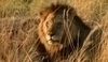 Obrázek lva v trávě