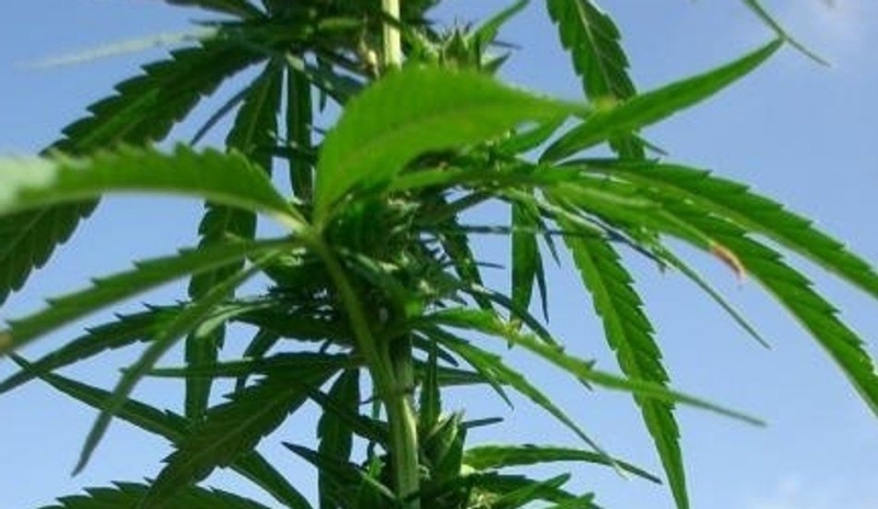 Snímek zobrazující konopí