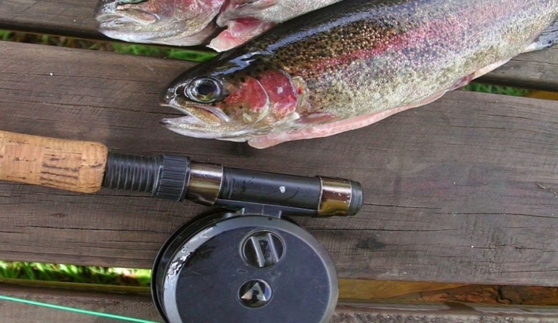 Fotografie zobrazující pstruhy s udicí na dřevěném stole