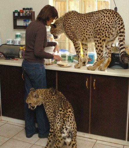 Velký mazel - levhart (ifun.ru)