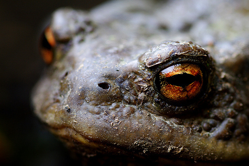 Ropucha (compfight.com)