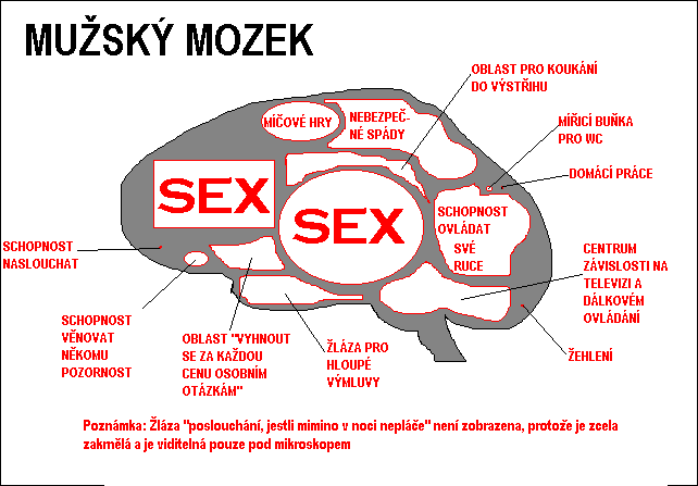 nákres mužského mozku