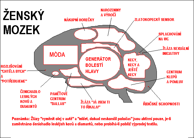 nákres ženského mozku