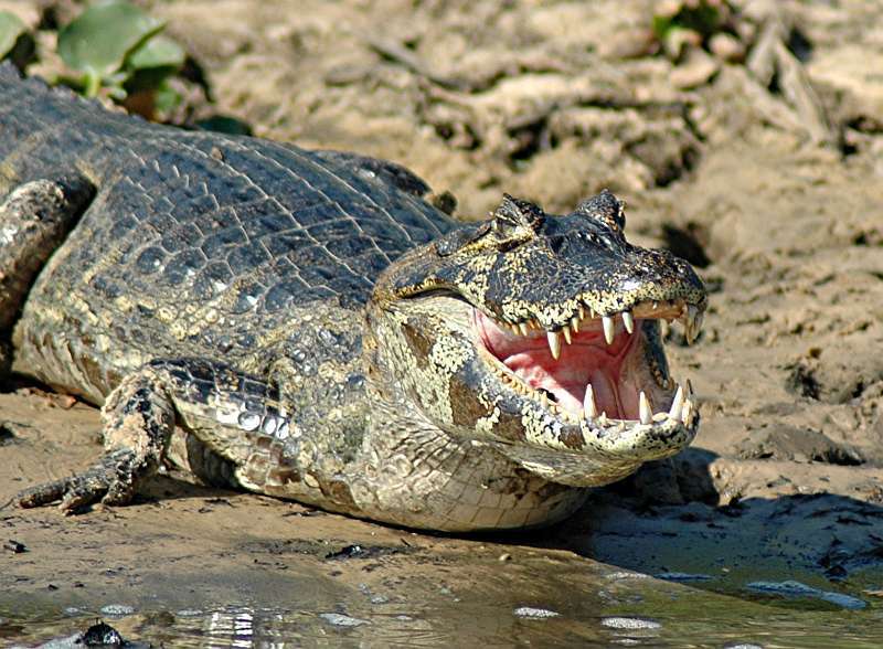 Fotografie kajmana na břehu