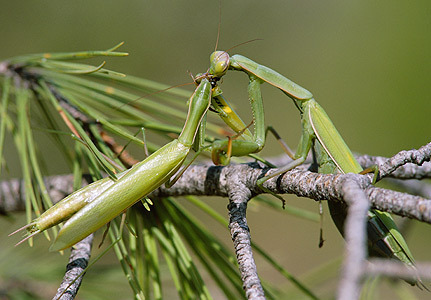 Kudlanka nábožná (virginmedia.com)