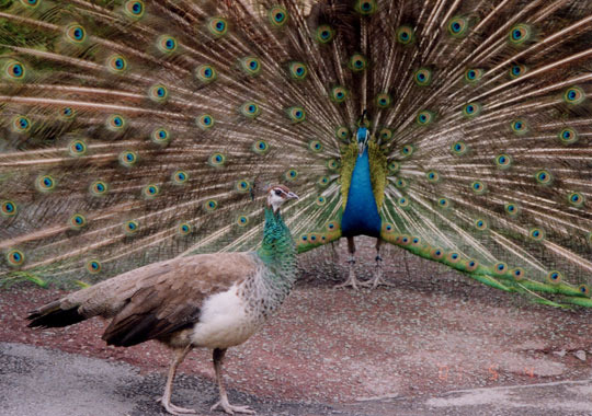 pioneerbiology.wordpress.com