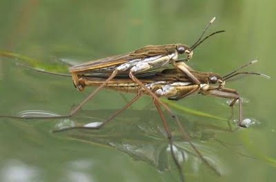 aquasnail.blogspot.com