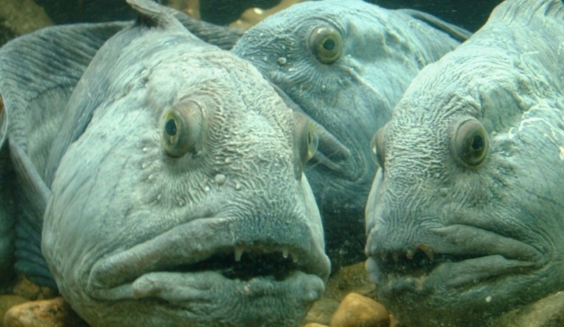 Fotografie zobrazující Piraně